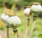 Opium Plant